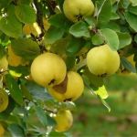 É marmelada? Conheça a pesquisa mineira que quer reativar o plantio do marmelo no Estado