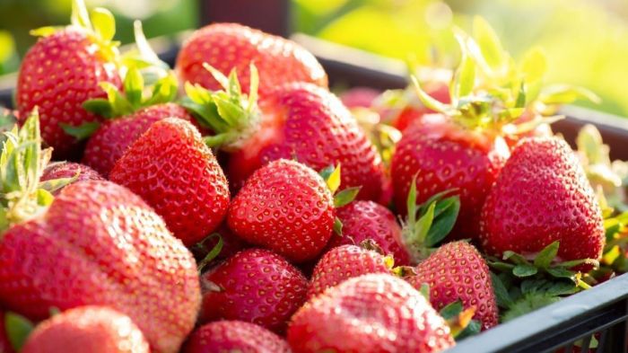 O material aborda os passos para uma produção integrada de culturas como uva, morango, tomate, feijão comum, maçã e hortaliças folhosas, inflorescências e condimentares.