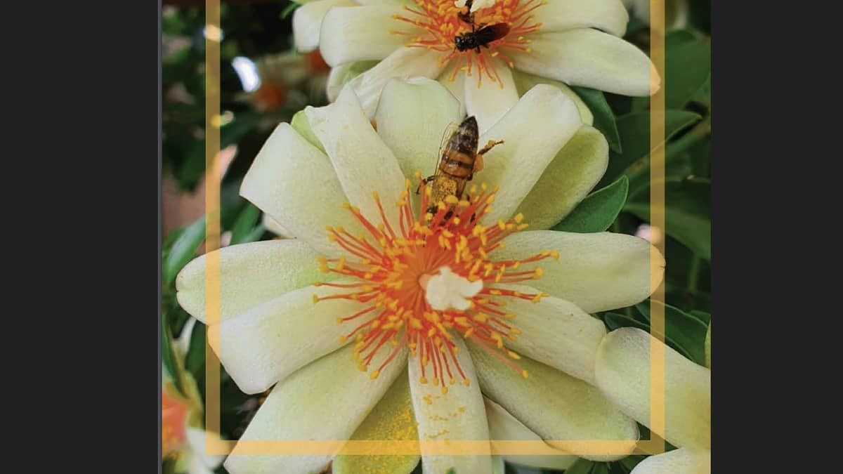 Ministério da Agricultura lança Manual inédito sobre doença das abelhas