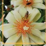 Ministério da Agricultura lança Manual inédito sobre doença das abelhas