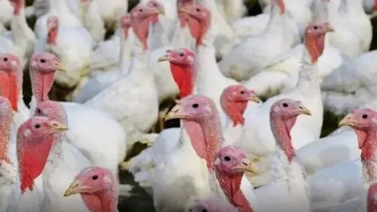 O Ministério da Saúde monitora os casos de gripe aviária registrados em aves silvestres no país