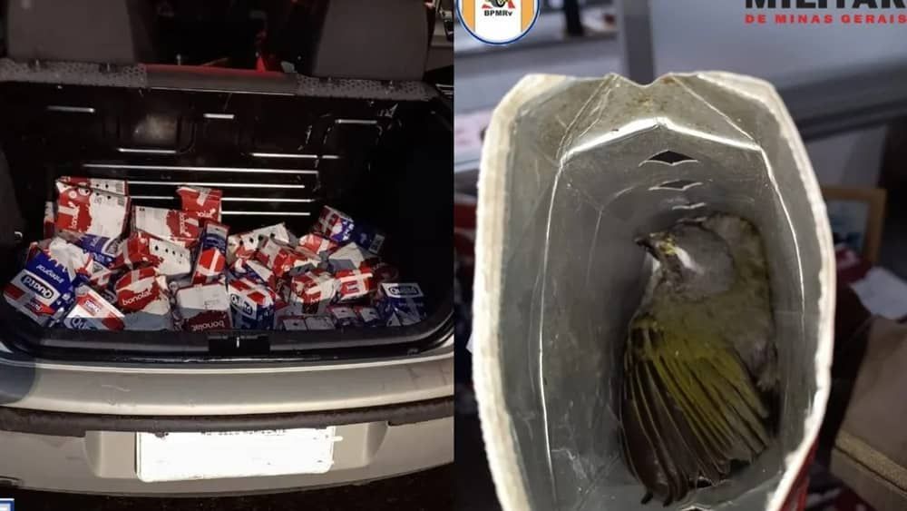 Polícia resgata pássaros trinca-ferro em porta-malas de carro na MGC-491, em Minas
