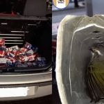 Polícia resgata pássaros trinca-ferro em porta-malas de carro na MGC-491, em Minas