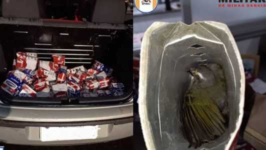 O motorista confessou ser proprietário dos animais