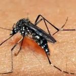 Prefeitura de Divinópolis alerta a população sobre aumento de casos de dengue no município
