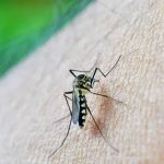 SLU e Secretaria de Saúde criam estratégias para conter crescimento de focos de dengue na capital