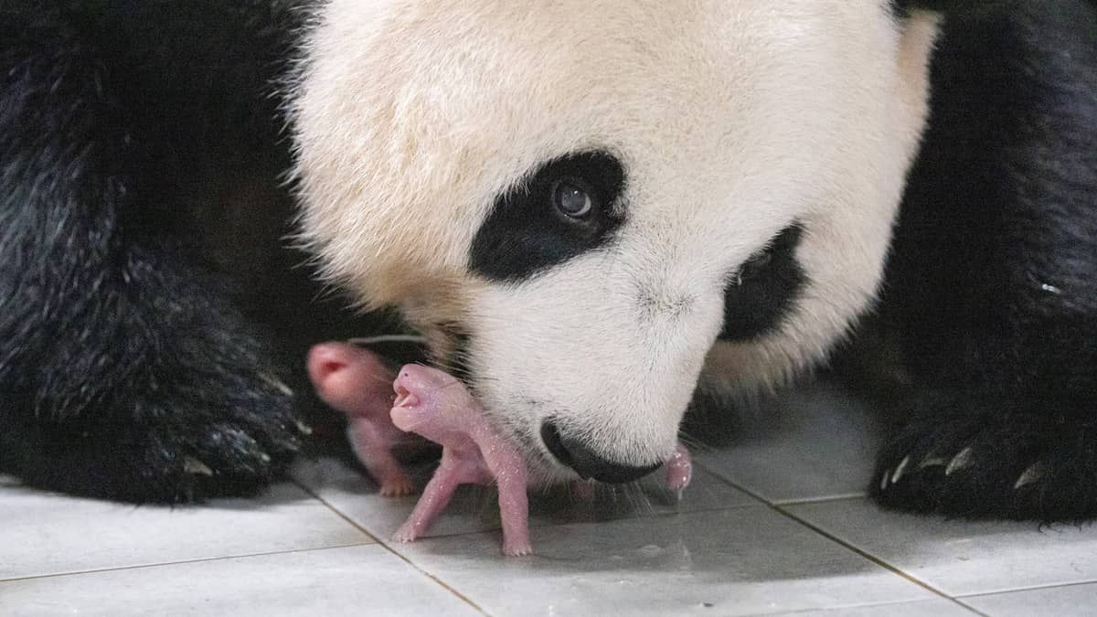 Pandas gêmeas gigantes nascem em zoológico na Coreia do Sul; veja fotos e curiosidades 