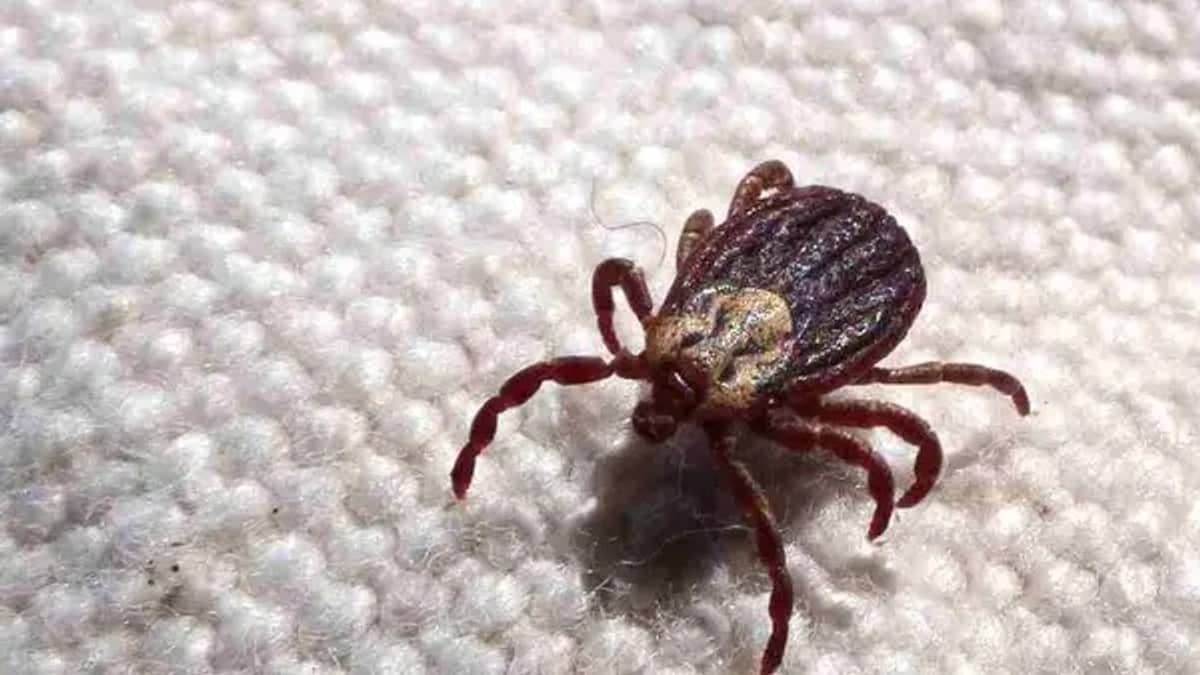 São João Del-Rei registra aumento de casos suspeitos de febre maculosa