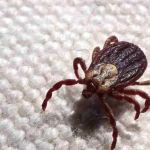 São João Del-Rei registra aumento de casos suspeitos de febre maculosa