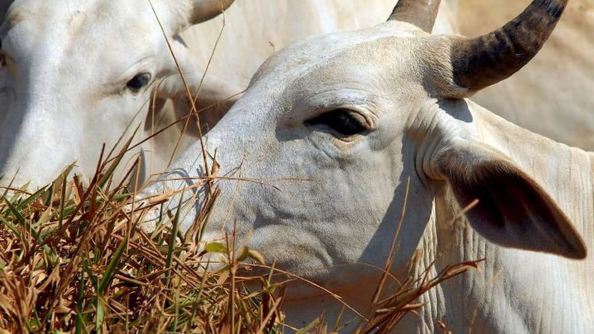 Brasil e Estados Unidos com menos boi no pasto; haverá carne para todos ano que vem? 