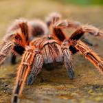 Trabalhador que foi discriminado por fobia de aranha será indenizado por empresa em Minas