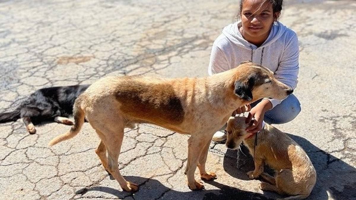 Organizações de proteção animal podem se inscrever em programa de incentivo do Governo de MG até sexta-feira (16)