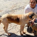 Organizações de proteção animal podem se inscrever em programa de incentivo do Governo de MG até sexta-feira (16)