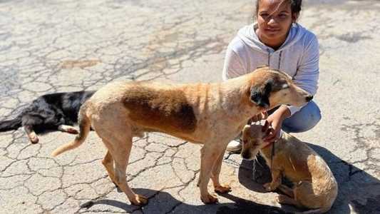 O programa pretende estabelecer o bem estar animal no estado