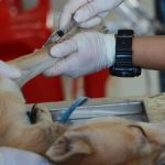 Portugal aprova lei que descriminaliza eutanásia