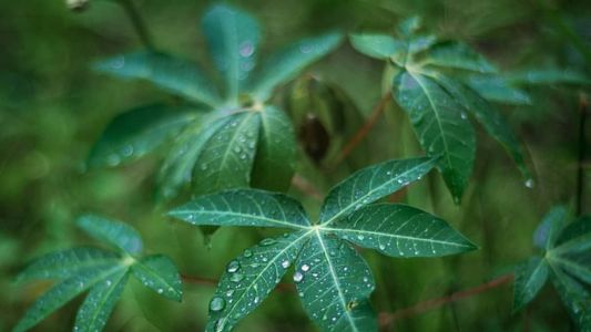 O recurso aumentou a produtividade das raízes, com manutenção da umidade e o controle da erosão,