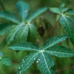 Tecnologia simples facilita o manejo e aumenta a produtividade da mandioca