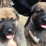 Conheça Athos e Colt, os novos cães da Polícia Civil de Minas  