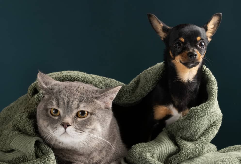 Shopping de BH inicia campanha de doação de itens pet para ONGs de proteção animal