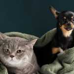 Shopping de BH inicia campanha de doação de itens pet para ONGs de proteção animal