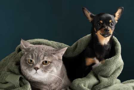 O shopping recebe, nos dias 28 e 29 de julho, uma feira de adoção de cães e gatos