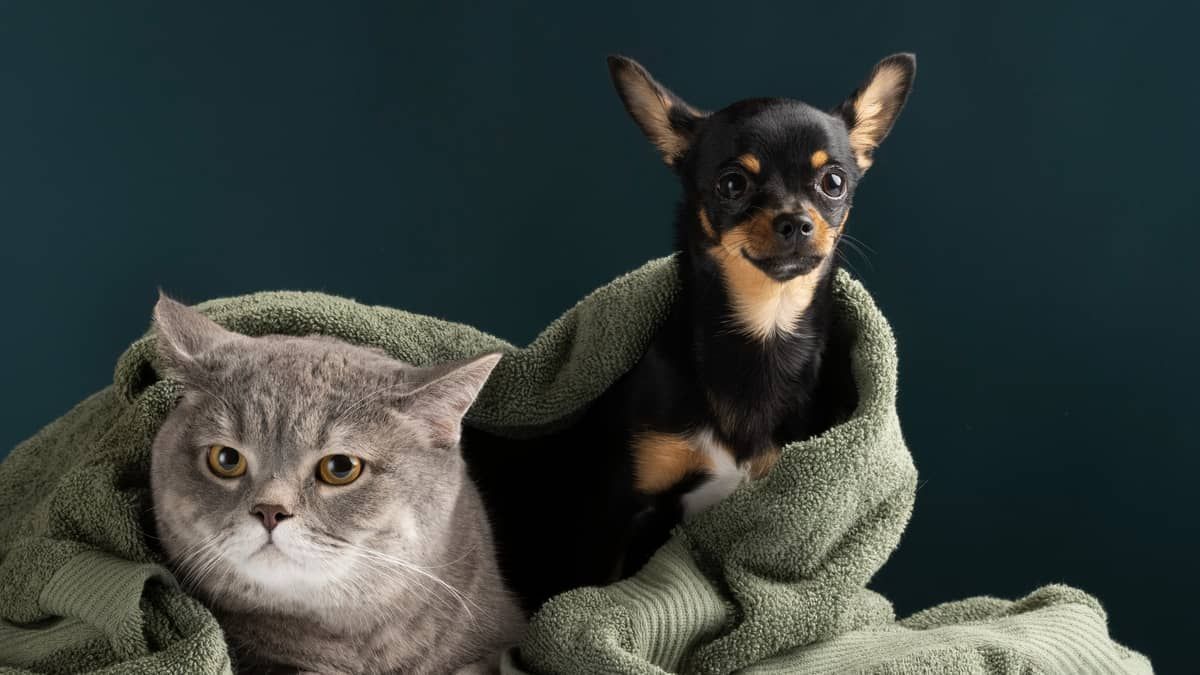 Estudo revela qual alimentação pode ajudar cães e gatos a viver mais e com mais saúde