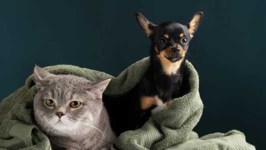 O shopping recebe, nos dias 28 e 29 de julho, uma feira de adoção de cães e gatos