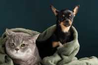 Estudo revela qual alimentação pode ajudar cães e gatos a viver mais e com mais saúde