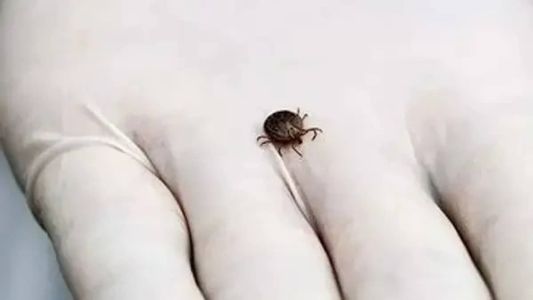 O Sudeste brasileiro é endêmico para febre maculosa