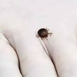 Febre maculosa: um terço dos casos resulta em morte, em Minas Gerais