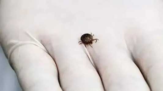 O Sudeste brasileiro é endêmico para febre maculosa