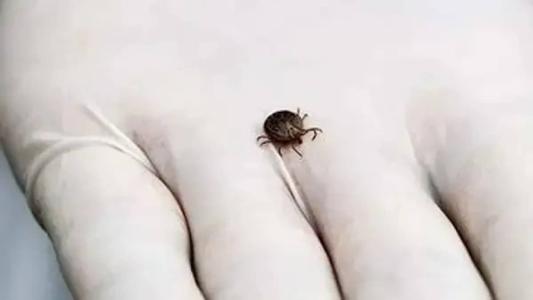 O Sudeste brasileiro é endêmico para febre maculosa