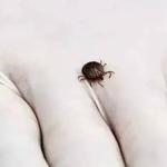 Febre maculosa: um terço dos casos resulta em morte, em Minas Gerais
