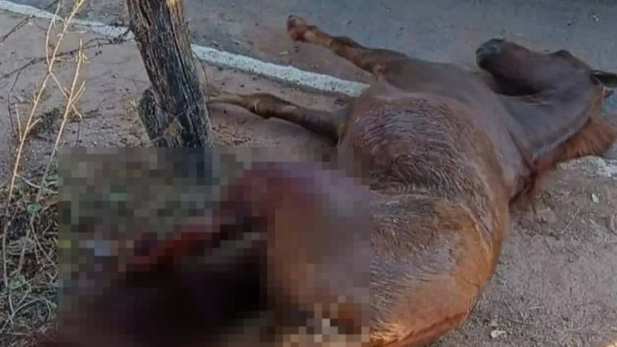 Cavalo é encontrado com patas quebradas e morre em lote em Minas