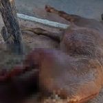 Cavalo é encontrado com patas quebradas e morre em lote em Minas