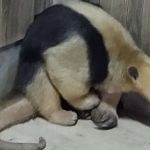 Tamanduá-mirim invade casa em Minas Gerais e precisa ser resgatado por bombeiros