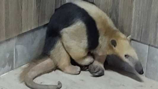 O tamanduá foi devolvido para uma área de mata