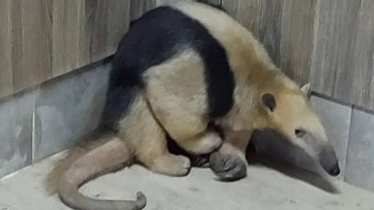 O tamanduá foi devolvido para uma área de mata