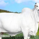 Boi com 340 mil filhos, vaca de R$8 milhões e saca de café de R$ 55 mil: recordes do Agro mineiro 