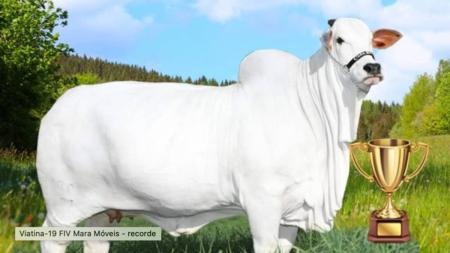 O touro Sherlock aposentou-se como reprodutor e hoje vive numa fazenda em Uberaba, assim como a vaca Viatina que em outra fazenda continua seu ciclo reprodutivo