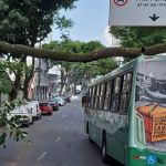 Árvore cai em cima de ônibus no bairro Santa Efigênia, em BH