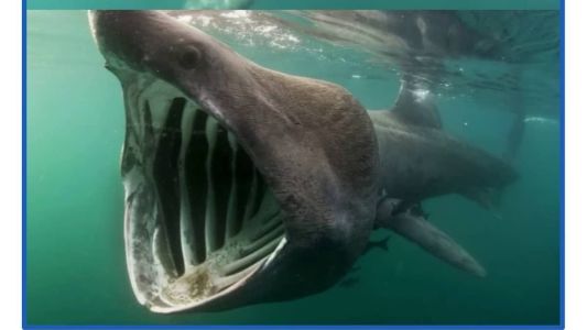 O tubarão não é uma ameaça à humanos