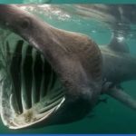 Fotografia de tubarão-elefante em Portugal espanta a internet; veja