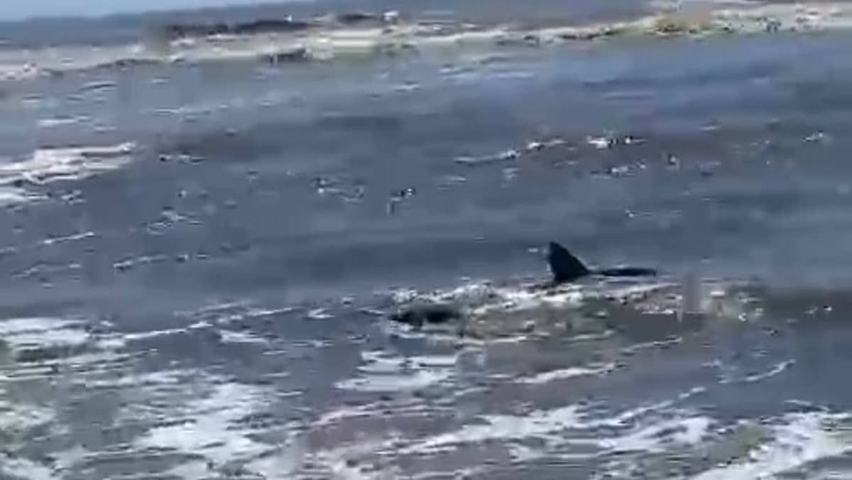 Em aparição incomum, tubarão-raposa é visto no Rio Grande do Sul; animal foi visto pela última vez no estado em 2020