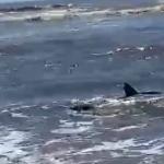 Em aparição incomum, tubarão-raposa é visto no Rio Grande do Sul; animal foi visto pela última vez no estado em 2020