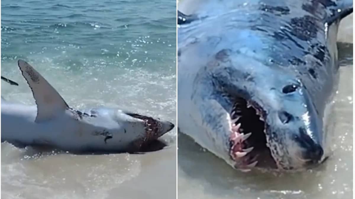 Vídeo: tubarão gigante encalha em praia e banhistas se unem para salvá-lo