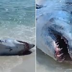 Vídeo: tubarão gigante encalha em praia e banhistas se unem para salvá-lo
