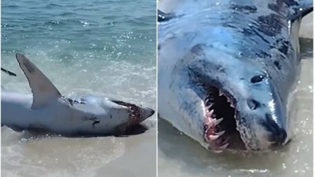 O tubarão se debatia violentamente enquanto quadro homens o puxavam de volta para o mar; ninguém se feriu