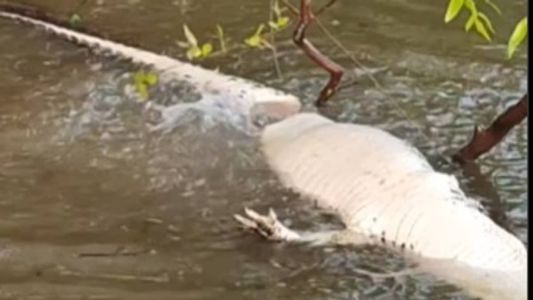 O vídeo mostra o jacaré, já morto, sendo comido por piranhas