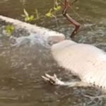 Vídeo: piranhas devoram jacaré de dentro para fora em rio no Tocantins